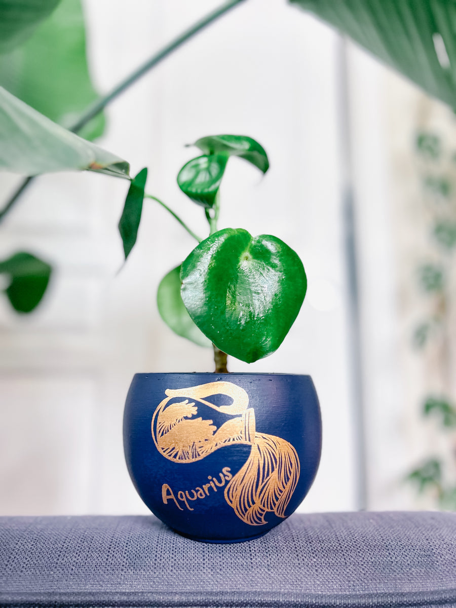 The Aquarius Planter – Plantlandia