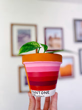 Load image into Gallery viewer, The PLANTone Monthly Planters
