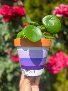 The PLANTone Monthly Planters